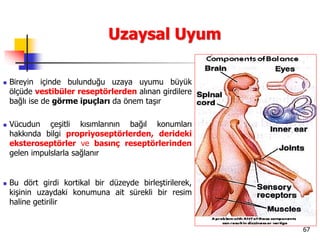 67
Uzaysal Uyum
 Bireyin içinde bulunduğu uzaya uyumu büyük
ölçüde vestibüler reseptörlerden alınan girdilere
bağlı ise de görme ipuçları da önem taşır
 Vücudun çeşitli kısımlarının bağıl konumları
hakkında bilgi propriyoseptörlerden, derideki
eksteroseptörler ve basınç reseptörlerinden
gelen impulslarla sağlanır
 Bu dört girdi kortikal bir düzeyde birleştirilerek,
kişinin uzaydaki konumuna ait sürekli bir resim
haline getirilir
 