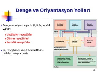 68
Denge ve Oriyantasyon Yolları
 Denge ve oriyantasyonla ilgili üç model
vardır:
 Vestibuler reseptörler
 Görme reseptörleri
 Somatik reseptörler
 Bu reseptörler vücut hareketlerine
refleks cevaplar verir
 