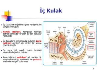 7
İç Kulak
 İç kulak biri diğerinin içine yerleşmiş iki
parçadan oluşur:
 Kemik labirent, temporal kemiğin
petroz kısmında yer alan bir seri kanallar
halindedir
 Bu kanalların iç kısmında bulunan Zarsı
labirent perilenf adı verilen bir sıvıyla
çevrelenmiştir
 Bu zarsı çatı aşağı yukarı kemiksi
labirentin biçimine benzer
 Zarsı labirent endolenf adı verilen bir
sıvıyla dolu olup, endolenfa ve perilenfa
arasında iletişim bulunmaz
 