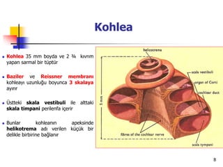 8
Kohlea
 Kohlea 35 mm boyda ve 2 ¾ kıvrım
yapan sarmal bir tüptür
 Baziler ve Reissner membranı
kohleayı uzunluğu boyunca 3 skalaya
ayırır
 Üstteki skala vestibuli ile alttaki
skala timpani perilenfa içerir
 Bunlar kohleanın apeksinde
helikotrema adı verilen küçük bir
delikle birbirine bağlanır
 