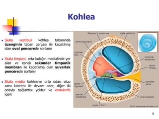 9
Kohlea
 Skala vestibuli kohlea tabanında
üzenginin taban parçası ile kapatılmış
olan oval pencerede sonlanır
 Skala timpani, orta kulağın medialinde yer
alan ve esnek sekonder timpanik
membran ile kapatılmış olan yuvarlak
pencerede sonlanır
 Skala media kohleanın orta odası olup
zarsı labirent ile devam eder, diğer iki
odayla bağlantısı yoktur ve endolenfa
içerir
 