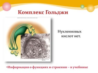 •Информация о функциях и строении – в учебнике
Нуклеиновых
кислот нет.
 