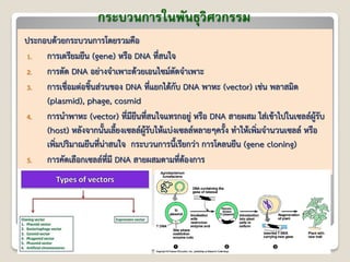 กระบวนการในพันธุวิศวกรรม
ประกอบด้วยกระบวนการโดยรวมคือ
1. การเตรียมยีน (gene) หรือ DNA ที่สนใจ
2. การตัด DNA อย่างจาเพาะด้วยเอนไซม์ตัดจาเพาะ
3. การเชื่อมต่อชิ้นส่วนของ DNA ที่แยกได้กับ DNA พาหะ (vector) เช่น พลาสมิด
(plasmid), phage, cosmid
4. การนาพาหะ (vector) ที่มียีนที่สนใจแทรกอยู่ หรือ DNA สายผสม ใส่เข้าไปในเซลล์ผู้รับ
(host) หลังจากนั้นเลี้ยงเซลล์ผู้รับให้แบ่งเซลล์หลายๆครั้ง ทาให้เพิ่มจานวนเซลล์ หรือ
เพิ่มปริมาณยีนที่น่าสนใจ กระบวนการนี้เรียกว่า การโคลนยีน (gene cloning)
5. การคัดเลือกเซลล์ที่มี DNA สายผสมตามที่ต้องการ
 