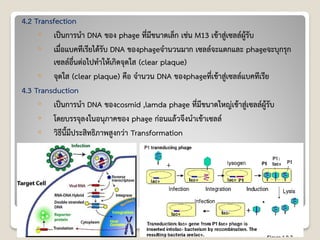 4.2 Transfection
◦ เป็นการนา DNA ของ phage ที่มีขนาดเล็ก เช่น M13 เข้าสู่เซลล์ผู้รับ
◦ เมื่อแบคทีเรียได้รับ DNA ของphageจานวนมาก เซลล์จะแตกและ phageจะบุกรุก
เซลล์อื่นต่อไปทาให้เกิดจุดใส (clear plaque)
◦ จุดใส (clear plaque) คือ จานวน DNA ของphageที่เข้าสู่เซลล์แบคทีเรีย
4.3 Transduction
◦ เป็นการนา DNA ของcosmid ,lamda phage ที่มีขนาดใหญ่เข้าสู่เซลล์ผู้รับ
◦ โดยบรรจุลงในอนุภาคของ phage ก่อนแล้วจึงนาเข้าเซลล์
◦ วิธีนี้มีประสิทธิภาพสูงกว่า Transformation
 