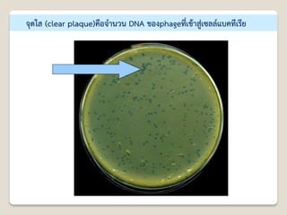 จุดใส (clear plaque)คือจานวน DNA ของphageที่เข้าสู่เซลล์แบคทีเรีย
 