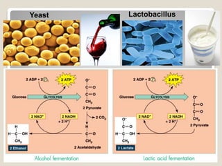 Yeast Lactobacillus
 