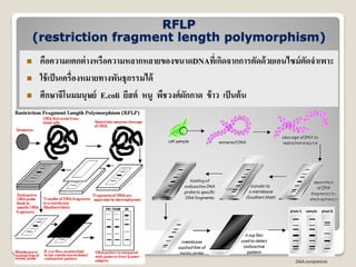 RFLP
(restriction fragment length polymorphism)
 คือความแตกต่างหรือความหลากหลายของขนาดDNAที่เกิดจากการตัดด้วยเอนไซม์ตัดจาเพาะ
 ใช้เป็นเครื่องหมายทางพันธุกรรมได้
 ศึกษาจีโนมมนุษย์ E.coli ยีสต์ หนู พืชวงศ์ผักกาด ข้าว เป็นต้น
 