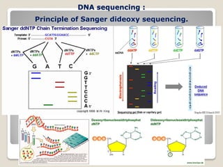 DNA sequencing :
Principle of Sanger dideoxy sequencing.
 