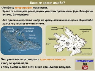 Carstvo protista-amebe | PPT