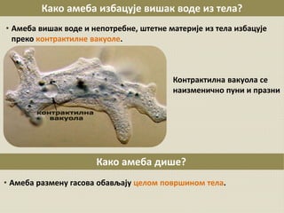 Carstvo protista-amebe | PPT