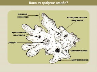 Carstvo protista-amebe | PPT
