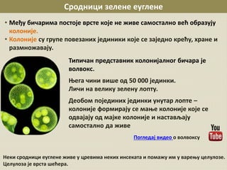 Сродници зелене еуглене
• Међу бичарима постоје врсте које не живе самостално већ образују
колоније.
• Колоније су групе повезаних јединики које се заједно крећу, хране и
размножавају.
Типичан представник колонијалног бичара је
волвокс.
Њега чини више од 50 000 јединки.
Личи на велику зелену лопту.
Деобом појединих јединки унутар лопте –
колоније формирају се мање колоније које се
одвајају од мајке колоније и настављају
самостално да живе
Неки сродници еуглене живе у цревима неких инсеката и помажу им у варењу целулозе.
Целулоза је врста шећера.
Погледај видео о волвоксу
 