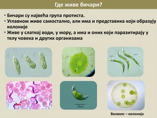 • Бичари су највећа група протиста.
• Углавном живе самостално, али има и представика који образују
колоније
• Живе у слаткој води, у мору, а има и оних који паразитирају у
телу човека и других организама
Где живе бичари?
бич
Волвокс – колонија
 