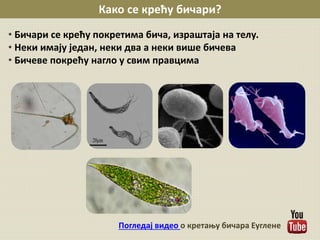 • Бичари се крећу покретима бича, израштаја на телу.
• Неки имају један, неки два а неки више бичева
• Бичеве покрећу нагло у свим правцима
Како се крећу бичари?
Погледај видео о кретању бичара Еуглене
 