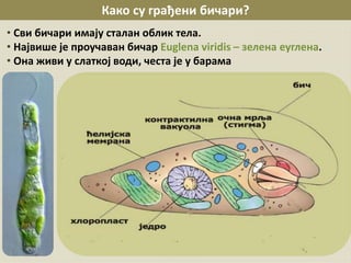 Како су грађени бичари?
• Сви бичари имају сталан облик тела.
• Највише је проучаван бичар Euglena viridis – зелена еуглена.
• Она живи у слаткој води, честа је у барама
 