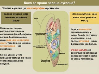 • Зелена еуглена је миксотрофни организам
Како се храни зелена еуглена?
Хране се честицама
распаднутих угинулих
организама, једноћелијским
алгама, бактеријама али
само када није на светлом
месту. Тада је њена исхрана
хетеротрофна – као
животиње.
Бичем увлачи у тело
хранљиве честице око којих
се стварају хранљиве
вакуоле.
Када је на светлом,
осунчаном месту у
њеној ћелији се стварају
хлоропласти и она
постаје аутотроф – врши
фотосинтезу као биљке.
Очном мрљом она
региструје из ког правца
долази светлост и креће
се увек у том правцу.
Зелена еуглена која
живи на мрачном
месту
Зелена еуглена која
живи на осунчаном
месту
 