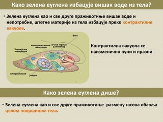 Како зелена еуглена избацује вишак воде из тела?
• Зелена еуглена као и све друге праживотиње вишак воде и
непотребне, штетне материје из тела избацује преко контрактилне
вакуоле.
Контрактилна вакуола се
наизменично пуни и празни
Како зелена еуглена дише?
• Зелена еуглена као и све друге праживотиње размену гасова обавља
целом површином тела.
 