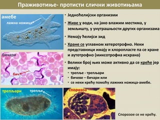 • Једноћелијски организми
• Живе у води, на јако влажим местима, у
земљишту, у унутрашњости других организама
• Немају ћелијси зид
• Хране се углавном хетеротрофно. Неки
представници имају и хлоропласте па се хране
и аутотрофно (миксотрофна исхрана)
• Велики број њих може активно да се креће јер
имају:
• трепље - трепљари
• бичеве – бичари или
• се неки крећу помоћу лажних ножица-амебе.
Праживотиње- протисти слични животињама
амебе
бичари
трепљари
лажна ножица
бич
трепље спорозоа
Спорозое се не крећу.
 