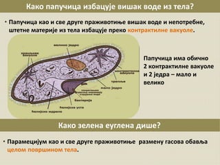 Како папучица избацује вишак воде из тела?
• Папучица као и све друге праживотиње вишак воде и непотребне,
штетне материје из тела избацује преко контрактилне вакуоле.
Папучица има обично
2 контрактилне вакуоле
и 2 једра – мало и
велико
Како зелена еуглена дише?
• Парамецијум као и све друге праживотиње размену гасова обавља
целом површином тела.
 
