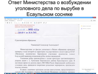 Ответ Министерства о возбуждении
уголовного дела по вырубке в
Есаульском сосняке
 