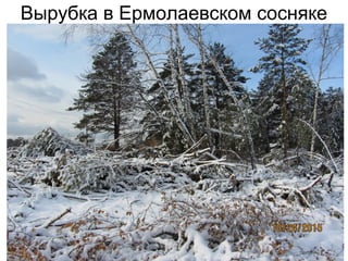 Вырубка в Ермолаевском сосняке
 