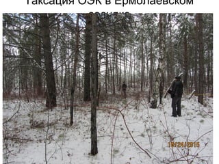 Таксация ОЭК в Ермолаевском
сосняке
 