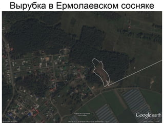 Вырубка в Ермолаевском сосняке
 