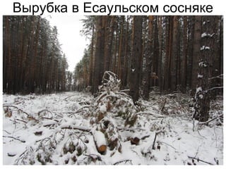 Вырубка в Есаульском сосняке
 