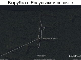 Вырубка в Есаульском сосняке
 