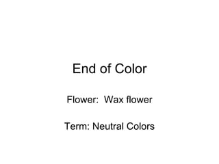 End of Color Flower:  Wax flower Term: Neutral Colors 