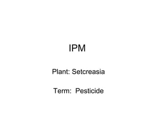 IPM Plant: Setcreasia Term:  Pesticide 