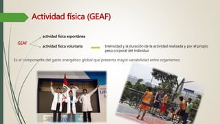 Actividad física (GEAF)
Es el componente del gasto energético global que presenta mayor variabilidad entre organismos.
GEAF
actividad física espontánea
Intensidad y la duración de la actividad realizada y por el propio
peso corporal del individuo
actividad física voluntaria
 