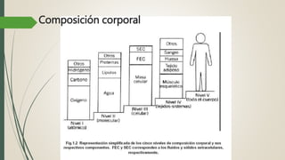 Composición corporal
 