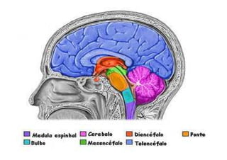 PONTE
Situa-se ventralmente ao cerebelo, entre o Bulbo e
Mesencéfalo.
Funciona como uma estação para as informações que
ch...