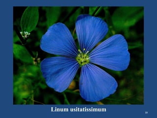 39
Linum usitatissimum
 
