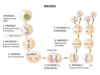 INTERFASE
(duplicación del
ADN)
1. PROFASE I
(Condensación de los
cromosomas)
2. METAFASE I
(Los cromosomas se
disponen en parejas)
3. ANAFASE I (Separación
de los cromosomas)
4. TELOFASE I y
CITOCINESIS
5. PROFASE II (se
vuelve a formar el huso)
Células hijas
6. ANAFASE II
(Separación de
cromátidas)
7. TELOFASE II y
CITOCINESIS
SOBRECRUZAMIENTO
MEIOSIS
 