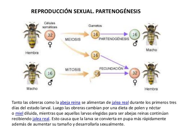 Reproducci n sexual Meiosis