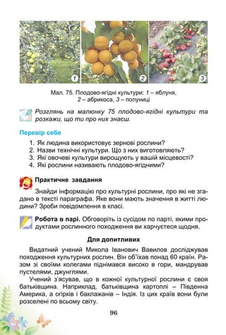 96
1 2 3
Мал. 75. Плодово-ягідні культури: 1 – яблуня,
2 – абрикоса, 3 – полуниці
Розглянь на малюнку 75 плодово-ягідні культури та
розкажи, що ти про них знаєш.
Перевір себе
1.	Як людина використовує зернові рослини?
2.	Назви технічні культури. Що з них виготовляють?
3.	Які овочеві культури вирощують у вашій місцевості?
4.	Які рослини називають плодово-ягідними?
Практичне завдання
Знайди інформацію про культурні рослини, про які не зга-
дано в тексті параграфа. Яке вони мають значення в житті лю-
дини? Зроби повідомлення в класі.
Робота в парі. Обговоріть із сусідом по парті, якими про-
дуктами рослинного походження ви харчуєтеся щодня.
Для допитливих
Видатний учений Микола Іванович Вавилов досліджував
походження культурних рослин. Він об’їхав понад 60 країн. Ра-
зом зі своїми колегами піднімався високо в гори, мандрував
пустелями, джунглями.
Учений з’ясував, що в кожної культурної рослини є своя
батьківщина. Наприклад, батьківщина картоплі – Південна
Америка, а огірків і баклажанів – Індія. Із цих країв вони були
розселені по всьому світу.
 