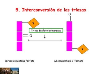 O
P
P
O
Triosa fosfato isomersasa
Dihidroxiacetona fosfato Gliceraldehido-3-fosfato
5. Interconversión de las triosas
 