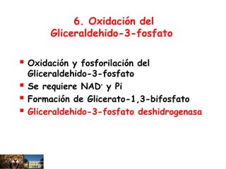 6. Oxidación del
Gliceraldehido-3-fosfato
 Oxidación y fosforilación del
Gliceraldehido-3-fosfato
 Se requiere NAD+
y Pi
 Formación de Glicerato-1,3-bifosfato
 Gliceraldehido-3-fosfato deshidrogenasa
 