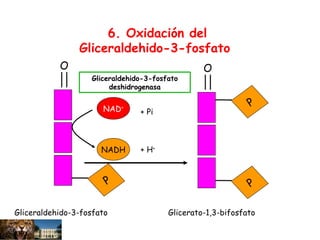 P
O
NAD+
NADH
P
O
P
+ Pi
+ H+
Gliceraldehido-3-fosfato
deshidrogenasa
Gliceraldehido-3-fosfato Glicerato-1,3-bifosfato
6. Oxidación del
Gliceraldehido-3-fosfato
 