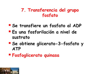 7. Transferencia del grupo
fosfato
 Se transfiere un fosfato al ADP
 Es una fosforilación a nivel de
sustrato
 Se obtiene glicerato-3-fosfato y
ATP
 Fosfoglicerato quinasa
 