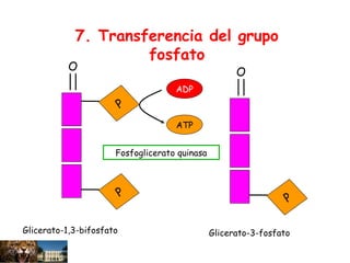 P
O
P
ADP
ATP
P
O
Glicerato-3-fosfatoGlicerato-1,3-bifosfato
Fosfoglicerato quinasa
7. Transferencia del grupo
fosfato
 
