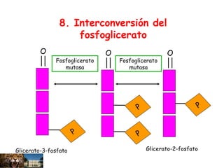 P
O
P
O
P
O
P
Fosfoglicerato
mutasa
Fosfoglicerato
mutasa
Glicerato-3-fosfato Glicerato-2-fosfato
8. Interconversión del
fosfoglicerato
 