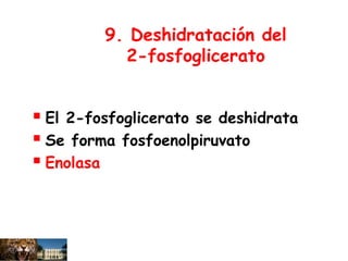 9. Deshidratación del
2-fosfoglicerato
 El 2-fosfoglicerato se deshidrata
 Se forma fosfoenolpiruvato
 Enolasa
 