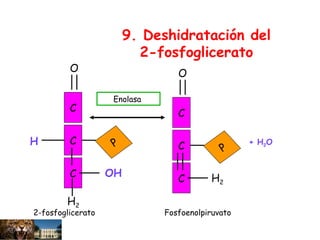 P
C
C
C
O
H
OH
P
C
C
C
O
H2
+ H2O
Enolasa
9. Deshidratación del
2-fosfoglicerato
2-fosfoglicerato Fosfoenolpiruvato
H2
 