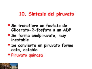 10. Síntesis del piruvato
 Se transfiere un fosfato de
Glicerato-2-fosfato a un ADP
 Se forma enolpiruvato, muy
inestable
 Se convierte en piruvato forma
ceto, estable
 Piruvato quinasa
 