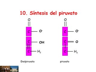 C
C
C
O
H3
O-
O
Enolpiruvato
10. Síntesis del piruvato
C
C
C
O
O-
OH
H2
piruvato
 