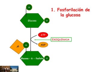 Glucosa
Glucosa – 6 - fosfato
P
ATP
ADP
EXOQUINASA
1. Fosforilación de
la glucosa
C6
C1
C1
C6
 