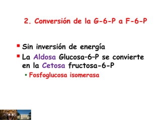 2. Conversión de la G-6-P a F-6-P
 Sin inversión de energía
 La Aldosa Glucosa–6–P se convierte
en la Cetosa fructosa-6-P
• Fosfoglucosa isomerasa
 